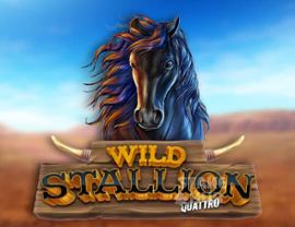 Wild Stallion